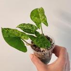 Syngonium mottled mojito, Huis en Inrichting, Kamerplanten, Ophalen of Verzenden, Overige soorten, Minder dan 100 cm