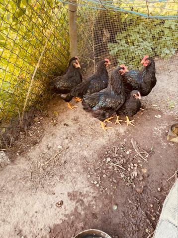 Dubbelgezoomde Barneveldse hanen beschikbaar voor biedingen