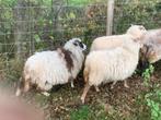 2 ooitjes Drent x Skudde van 24, Dieren en Toebehoren, Mannelijk, Schaap