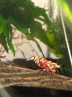Red Fancy Tiger Caridina garnalen, Kreeft, Krab of Garnaal