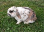 Jonge konijnen te koop, Dieren en Toebehoren, Konijnen, Meerdere dieren