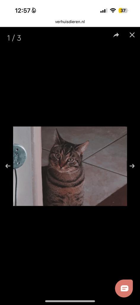 Moffel en piertje, Dieren en Toebehoren, Katten en Kittens | Raskatten | Korthaar, Kater, 0 tot 2 jaar, Gechipt, Ontwormd, Ingeënt