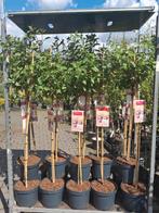 Hortensia op stam!! Limelight silver dollar vanille fraise, Ophalen, Hortensia, Struik, 100 tot 250 cm