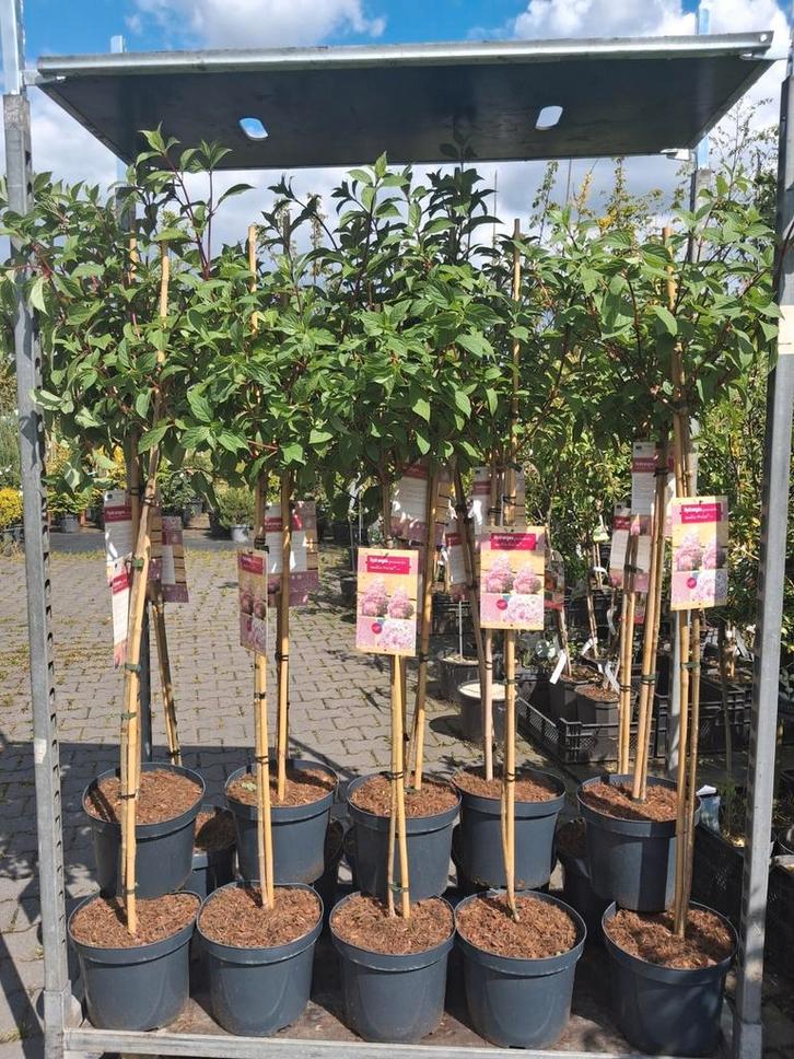 Hortensia op stam!! Limelight silver dollar vanille fraise, Tuin en Terras, Planten | Struiken en Hagen, Struik, Hortensia, 100 tot 250 cm