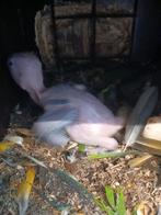 Caique, Geslacht onbekend, Papegaai, Geringd
