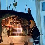 Lieve Agapornissen te Koop, Dieren en Toebehoren, Vogels | Parkieten en Papegaaien, Dwergpapegaai of Agapornis