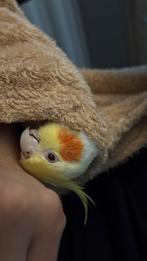 Mannelijke valkparkiet (8 maanden) – Heel tam en knuffelig, Dieren en Toebehoren, Vogels | Parkieten en Papegaaien, Mannelijk