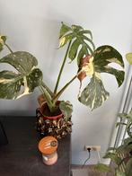Thai, Ophalen of Verzenden, Overige soorten, Minder dan 100 cm