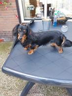 Langharig Dwerg teckel dekreu Black and tan, Dieren en Toebehoren, Honden | Dekreuen, Reu, CDV (hondenziekte), Eén hond, 3 tot 5 jaar