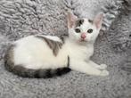 Europese korthaar x Ragdoll, Meerdere dieren, Kortharig, 0 tot 2 jaar