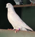 Sierduif, Geslacht onbekend, Overige soorten