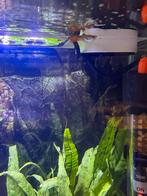 Aquarium vissen gratis, Vis