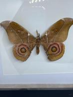 vlinder Antherina Suraka, Ophalen of Verzenden, Nieuw, Overige soorten, Opgezet dier