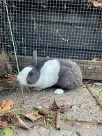 Mooie blauwe hollander voedster, Dieren en Toebehoren, Konijnen, Vrouwelijk