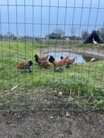 3 mooie hollandse sabelpootkrieltjes 18 weken, Dieren en Toebehoren, Pluimvee, Meerdere dieren, Kip