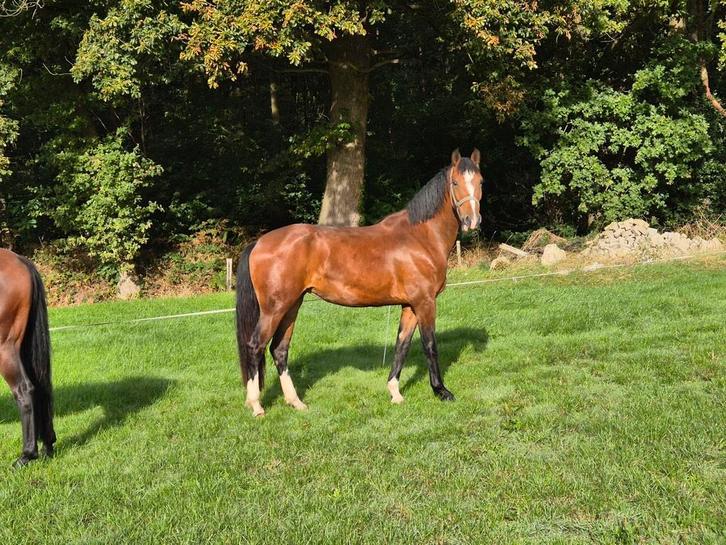 Gelderse merrie, Dieren en Toebehoren, Paarden, Merrie