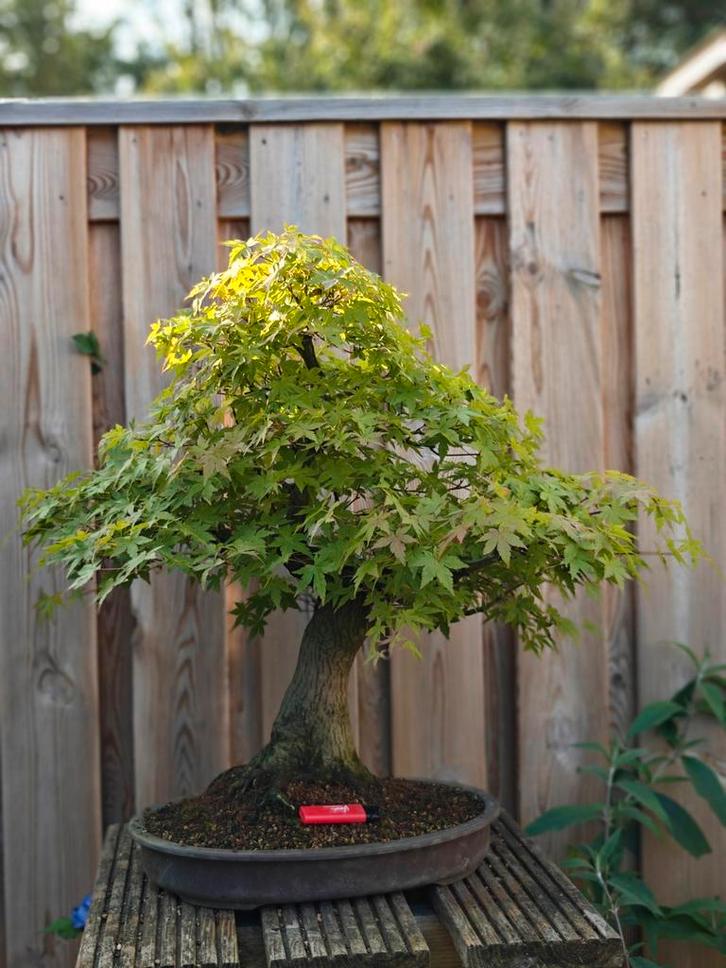 Acer palatum Bonsai, Tuin en Terras, Planten | Bomen, Overige soorten, Minder dan 100 cm, Halfschaduw, Bloeit niet, In pot, Ophalen
