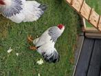 Wyandotte Kriel ( Columbia z/w) Hanen, Dieren en Toebehoren, Mannelijk, Kip