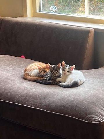 Nog 3 lieve speelse kittens aangeboden beschikbaar voor biedingen