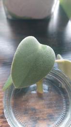 Peperomia incana, Ophalen of Verzenden, Overige soorten, Minder dan 100 cm