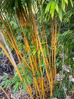 Bamboe plant, Ophalen, Vaste plant, Siergrassen, Bloeit niet