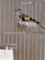 Mayor putter man, Dieren en Toebehoren, Vogels | Overige Vogels, Mannelijk, Wildzangvogel, Geringd
