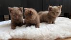 Cinnamon & chocolate Brits Korthaar kittens, Dieren en Toebehoren, Katten en Kittens | Raskatten | Korthaar, Meerdere dieren, Gechipt