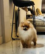 pomeranian pup,pomerian, dwergkees, type Facebear FCIstamboo, Rabiës (hondsdolheid), 15 weken tot 1 jaar, Reu, Eén hond