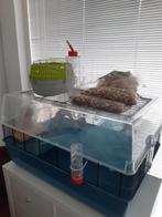 Hamsterkooi met alle toebehoren en hamster ren, Dieren en Toebehoren, Kooi, Gebruikt, Minder dan 75 cm, Hamster