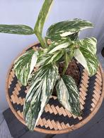 Monstera Standleyana Stardust - Nieuw & Speciaal!, Overige soorten, In pot, Minder dan 100 cm, Groene kamerplant