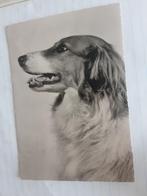 HOND   1959, Verzamelen, Ansichtkaarten | Themakaarten, 1940 tot 1960, Overige thema's, Ophalen of Verzenden