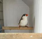 Zebravink witborst pop, Dieren en Toebehoren, Vogels | Overige Vogels, Vrouwelijk, Tropenvogel