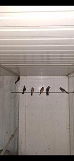 Rode kardinalen, Dieren en Toebehoren, Vrouwelijk, Geringd