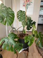 Monstera met zwarte pot, Huis en Inrichting, Kamerplanten, Ophalen, In pot, Halfschaduw, 100 tot 150 cm
