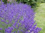 Lavendel Hidcote eigen kwekerij 17cm pot €3,= 2 voor €5,=, Volle zon, Vaste plant, Zomer, Ophalen