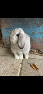 Super knap hangoor konijntje voedster, Dieren en Toebehoren, Konijnen, Vrouwelijk, Dwerg, Hangoor