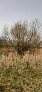 Knotwilgen voor kachelhout, Minder dan 3 m³, Ophalen, Takken