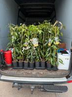 Wintergroene clematis 3 soorten 100 cm goekoper kan niet9,95, Ophalen, Volle zon, Vaste plant, Klimplanten