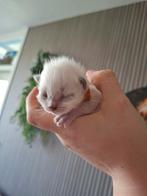 Ragdoll kittens, Meerdere dieren
