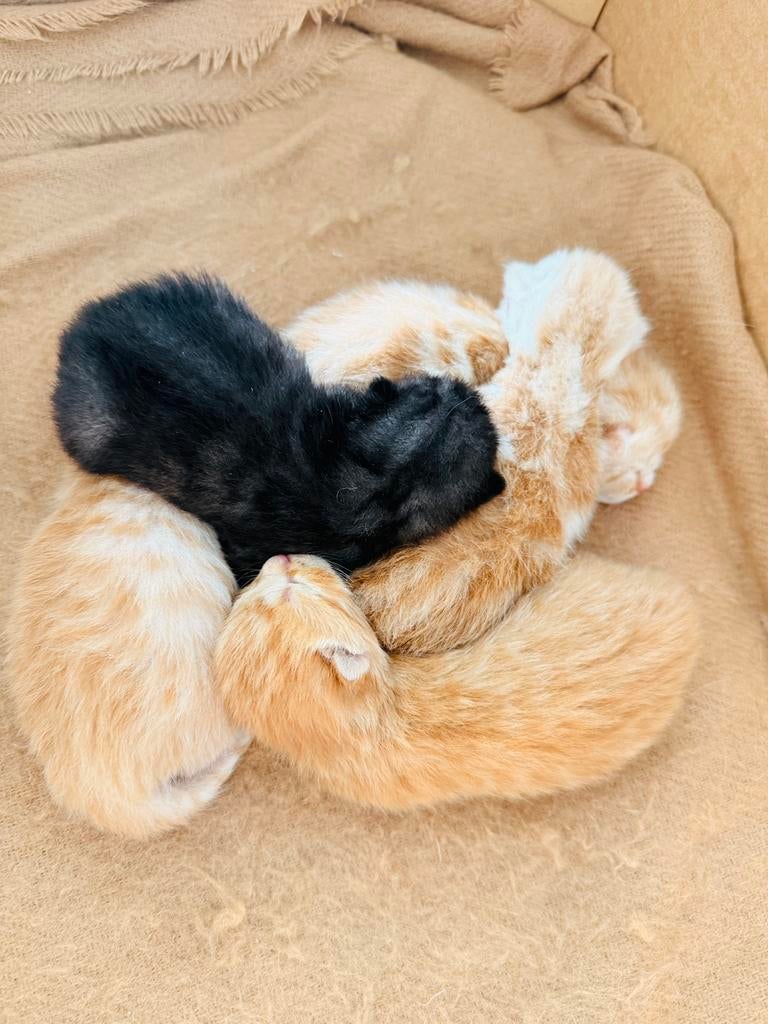 Kittens Britse korthaar / Europese korthaar mix, Dieren en Toebehoren, Meerdere dieren, Ontwormd, 0 tot 2 jaar