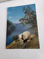 NOORWEGEN. SCHAAP, Ophalen of Verzenden, Sterren en Beroemdheden