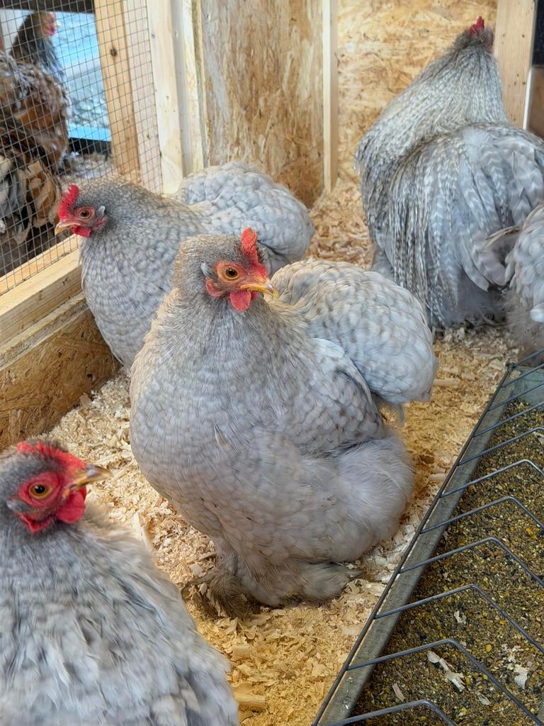 Broedeieren cochin kippen, Dieren en Toebehoren, Pluimvee, Kip, Geslacht onbekend