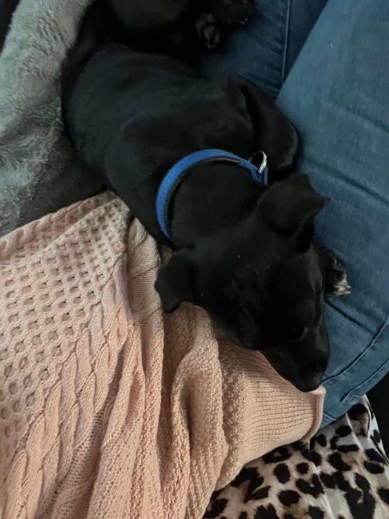 Reu Mix stafford/ rottweiler, Reu, CDV (hondenziekte), 1 tot 2 jaar, Eén hond