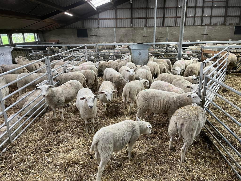 Stamboek swifter ooi lammeren, Vrouwelijk, Schaap