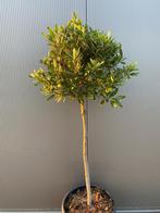 Mooie Laurier op stam laurus nobilis op stam, Hoogte 175cm, 100 tot 250 cm, Zomer, Volle zon, In pot