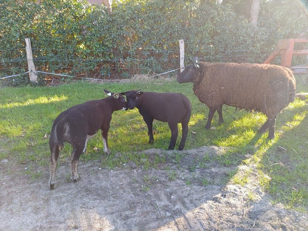 Lux schaap met 2 luxe lammeren, Dieren en Toebehoren, Schapen, Geiten en Varkens, Meerdere dieren, Schaap