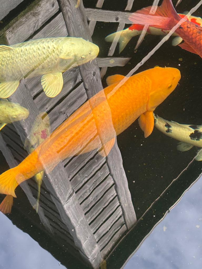 Grote koi, Dieren en Toebehoren, Vissen | Vijvervissen, Karper of Koi