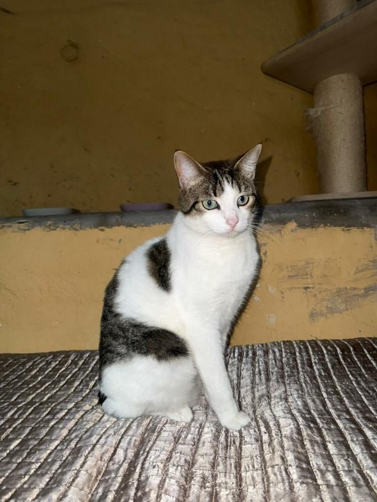 Jarela, Nico, 6-10.2024 gered uit de motor  van een auto, Dieren en Toebehoren, Katten en Kittens | Overige Katten, Kater, Kortharig