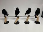 Opgezette Kraai uniek decoratie op houten stronk, Ophalen of Verzenden, Zo goed als nieuw, Vogel, Opgezet dier