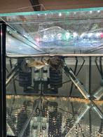 Raszuivere Green Dragon Guppen, Dieren en Toebehoren, Vissen | Aquaria en Toebehoren, Ophalen, Zo goed als nieuw, Gevuld zoetwateraquarium